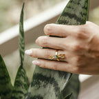 Anillo Evolución