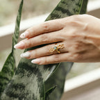 Anillo Evolución