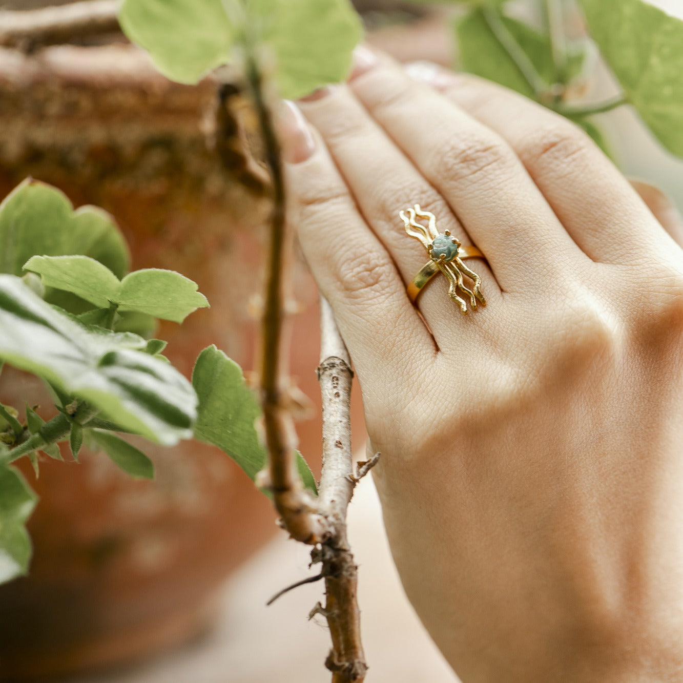 Anillo Evolución